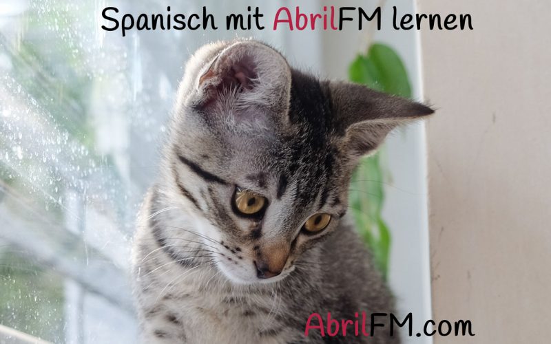 82. Die Katze- Spanisch mit AbrilFM lernen