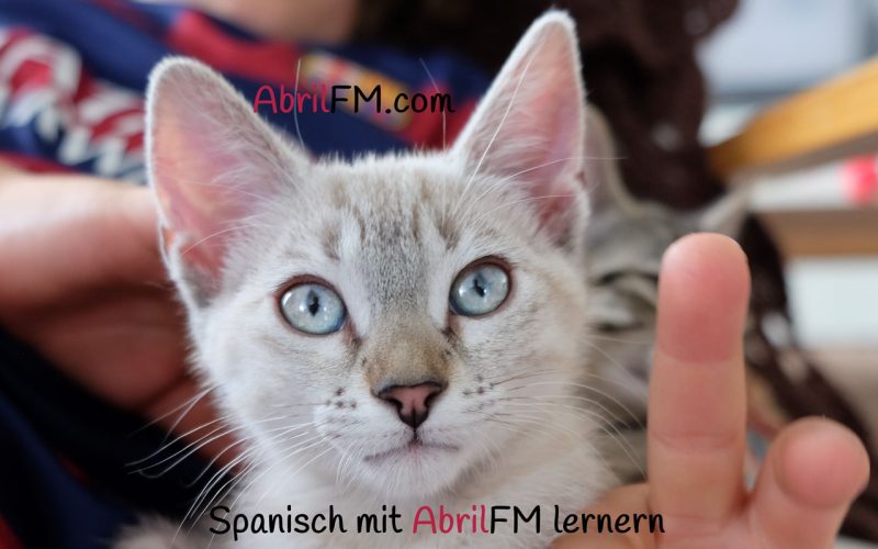 83. Die Katze- Spanisch mit AbrilFM lernen