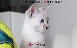 84. Die Katze- Spanisch mit AbrilFM lernen
