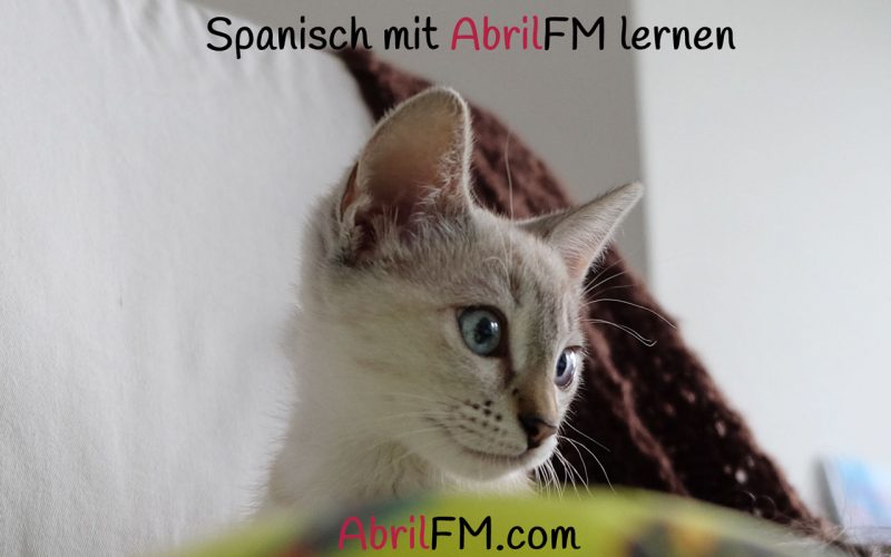 85. Die Katze- Spanisch mit AbrilFM lernen