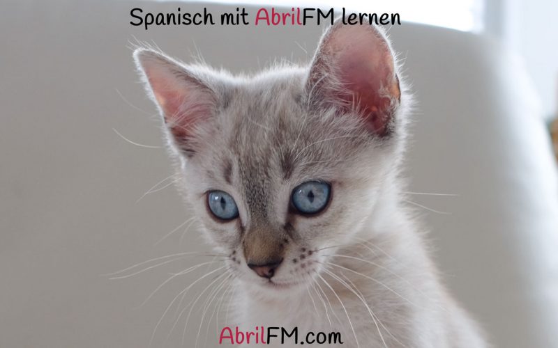 89. Die Katze- Spanisch mit AbrilFM lernen