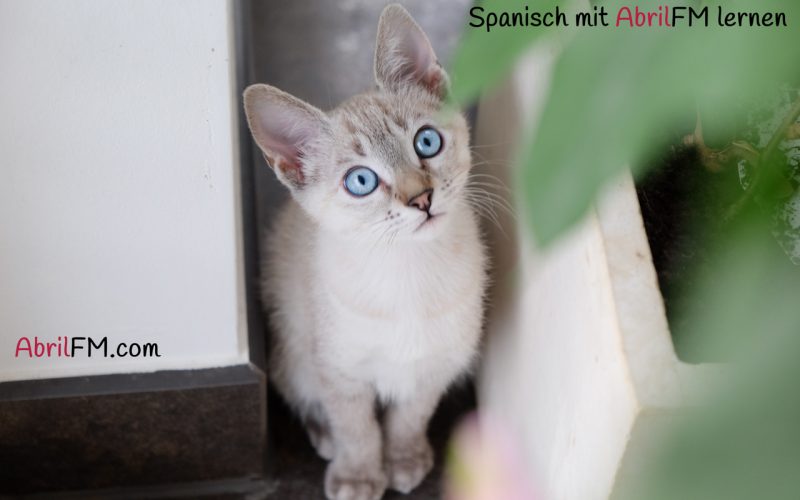 9. Die Katze- Spanisch mit AbrilFM lernen