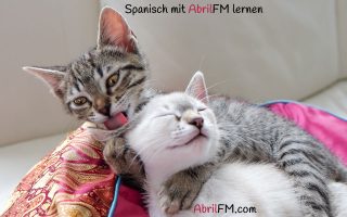 90. Die Katze- Spanisch mit AbrilFM lernen