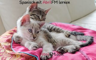 91. Die Katze- Spanisch mit AbrilFM lernen