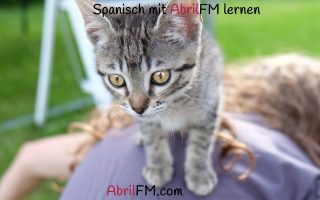 94. Die Katze- Spanisch mit AbrilFM lernen