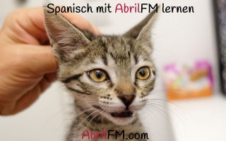 96. Die Katze- Spanisch mit AbrilFM lernen