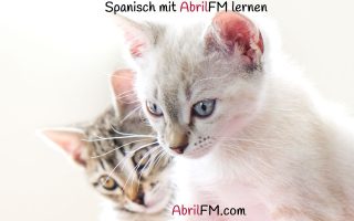 98. Die Katze- Spanisch mit AbrilFM lernen
