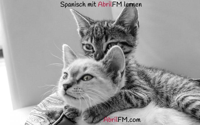 99. Die Katze- Spanisch mit AbrilFM lernen